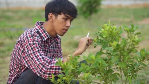 Young farmer holding tablet and checking plants in field	 Stock Footage 144933694