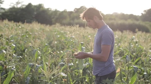Young farmer inspecting corn cobs on the field of organic eco farm. Stock Footage 77871291