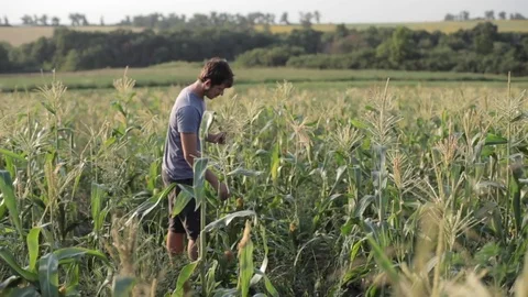 Young farmer inspecting corn cobs on the field of organic eco farm. Stock Footage