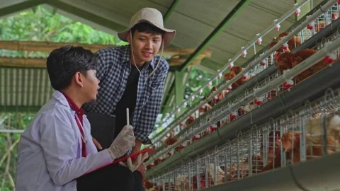 Young farmer leaning down to converse with seated agricultural specialist Video stock 347489243