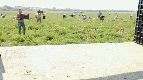 Young farmer Loading heavy boxes of tomatoes on truck- South of Italy 스톡 동영상 87341325