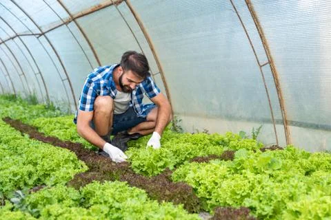 Young farmer man checking crops of the salad vegetable in his greenhouse Stock Photos