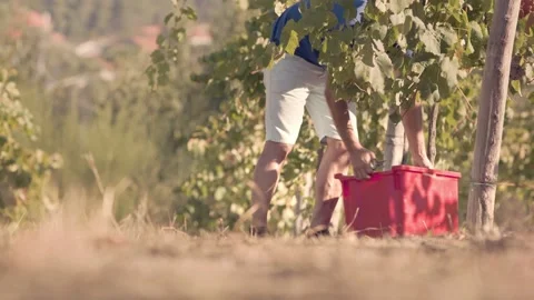 Young farmer moves box full of grapes during harvest in a sunny vineyard Stock Footage 144014851