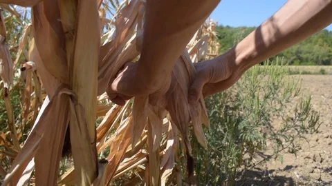 Young farmer opening corn cob to show how it is small and dry due to drought Stock Footage 79601920