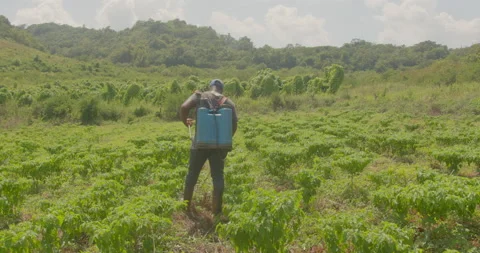 Young Farmer in pants and boots, with pest control sprayer, Jamaica Video stock 163242541
