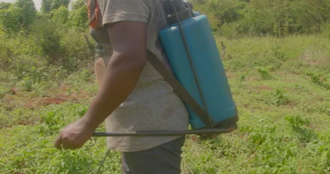 Young Farmer with pest control sprayer, Spraying pesticide on farm, Jamaica Video stock 163240802
