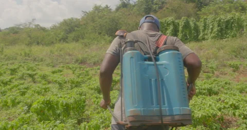 Young Farmer with pest control sprayer, Spraying pesticide, Jamaica Video stock 163242273