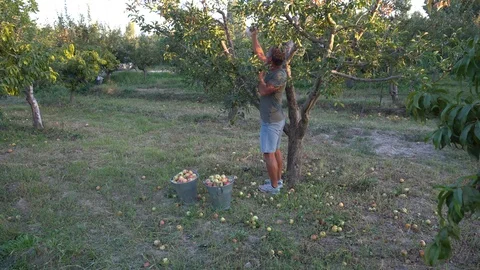 Young Farmer Is Picking The Apples Vidéo 105829405