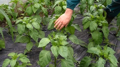 Young farmer picking spinach from his organic garden Video stock 89820195