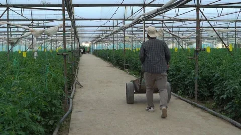 A young farmer rolls a cart through the greenhouse in a cowboy hat. A farm Stock Footage 158430405