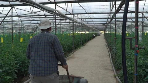 A young farmer rolls a cart through the greenhouse in a cowboy hat. A farm Stock Footage 158430503