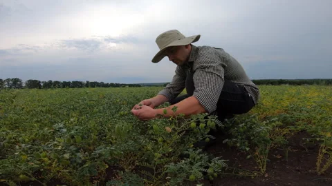 Young farmer sitting at chickpea field and examining green bushes. Agronomist Stock Footage 285126670