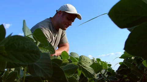 Young farmer in soybean field. Stock Footage 51749106