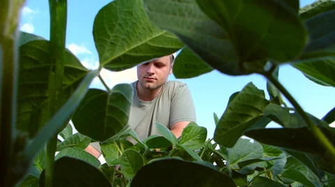 Young farmer in soybean field. Stock Footage 51749445