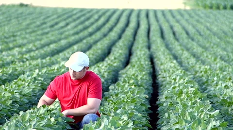 Young farmer in soybean field. Stock Footage 51751411