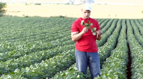 Young farmer in soybean field. Video stock 51751882