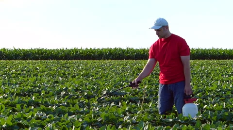 Young farmer in soybean field. Video stock 51752026