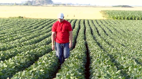 Young farmer in soybean field. Video stock 51752466