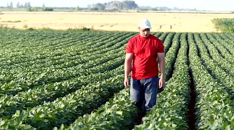 Young farmer in soybean field. Stock Footage 51752890