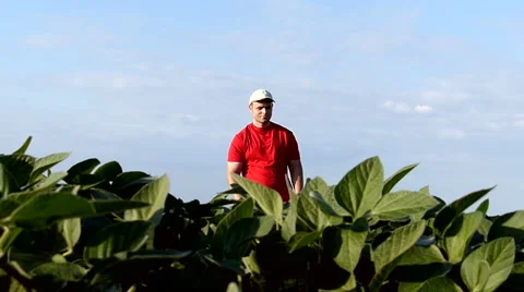 Young farmer in soybean field. Video stock 51762546