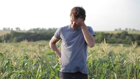 Young farmer standing and resting while working in corn field of organic farm Stock Footage 77872291