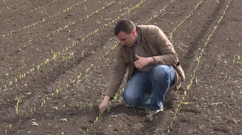 Young farmer standing in a  field looking at the crop Vidéo 37257294