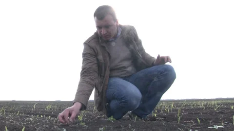 Young farmer standing in a  field looking at the crop Stock-Footage 37259479