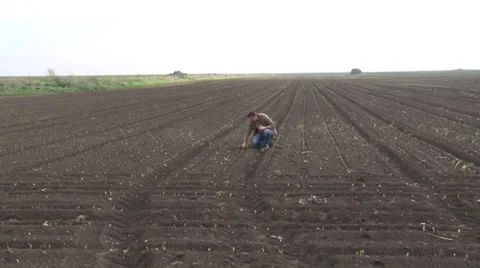 Young farmer standing in a  field looking at the crop Stock-Footage 37259694