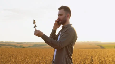 Young farmer standing in soybean field checking crops before harvest and talking 스톡 동영상 251761953