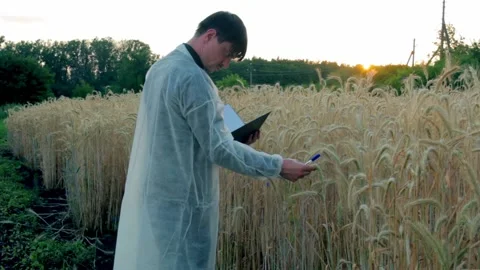 Young farmer with tablet checks the quality of wheat in the field Stock Footage 135478316