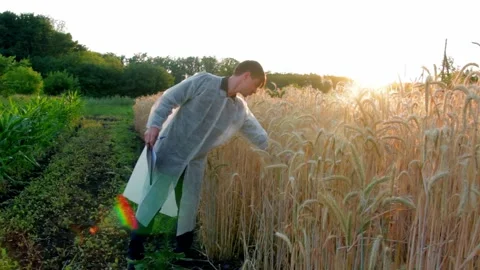 Young farmer with tablet checks the quality of wheat in the field Stock Footage 136263602