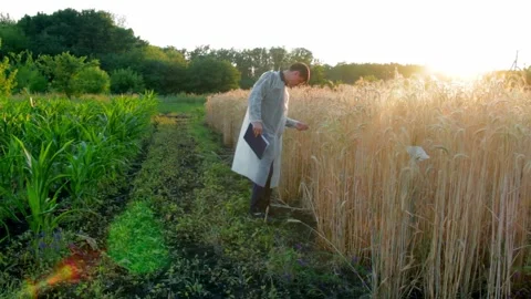 Young farmer with tablet checks the quality of wheat in the field Stock Footage 136852380
