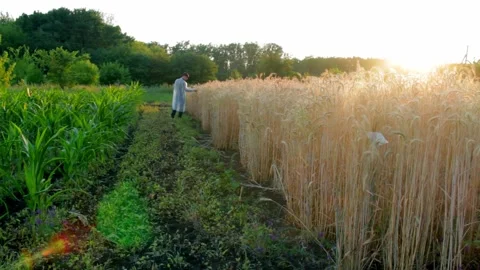Young farmer with tablet checks the quality of wheat in the field Stock Footage 137970595