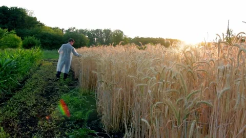 Young farmer with tablet checks the quality of wheat in the field Stock-Footage 138898431