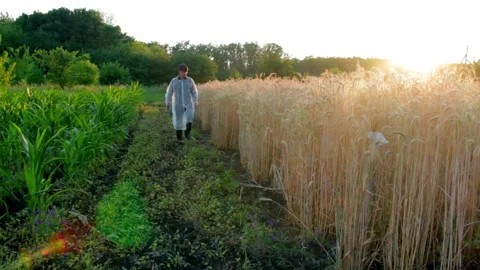 Young farmer with tablet checks the quality of wheat in the field Stock-Footage 138898457