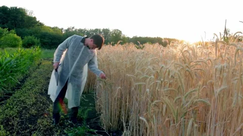 Young farmer with tablet checks the quality of wheat in the field. copy space 動画素材 138898474