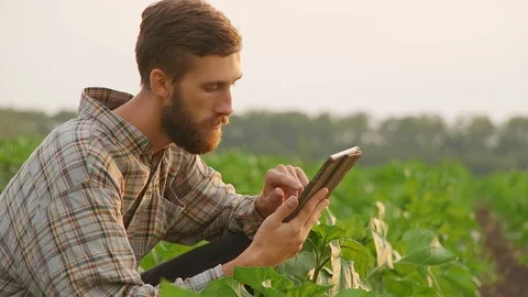Young farmer with tablet on the field Stockbeeldmateriaal 90774958