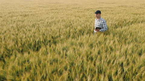 Young farmer with tablet in hand examines ripening wheat walking across the Stock Footage 146454825