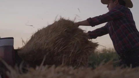 Young Farmer Throwing Hay Bales Into Back of Truck at End of Day Stock Footage 208783603