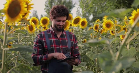 Young farmer typing on his tablet, in the middle of a sunflower field. Stock Footage 136882575