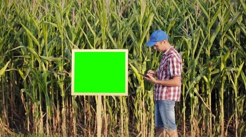 Young farmer uses a digital tablet on the background of corn fields. Stock Footage 67320981