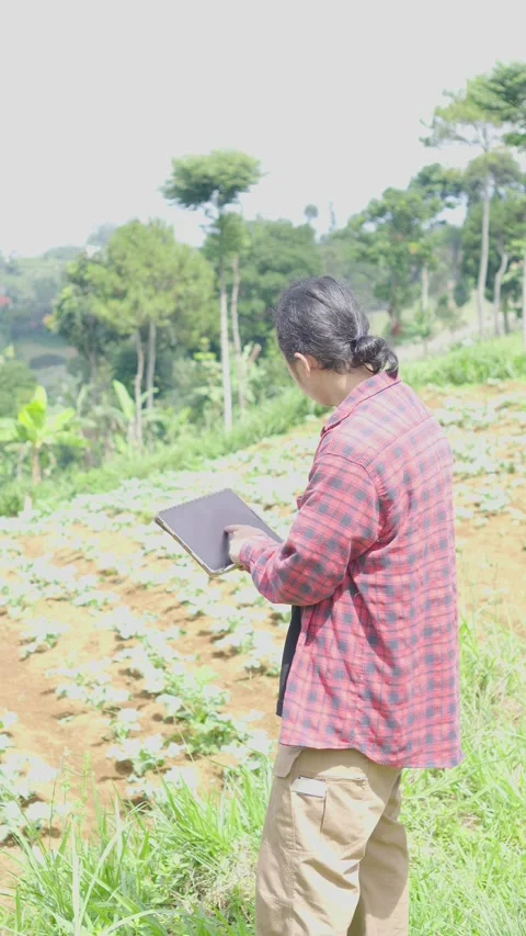 Young farmer using digital tablet inspecting cabbage brassica crops in mountain Stock Footage 309915006