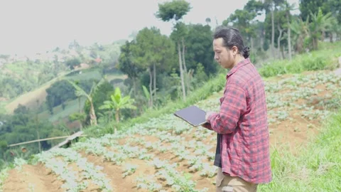 Young farmer using digital tablet inspecting cabbage brassica crops in lush.. Stock Footage 309915552