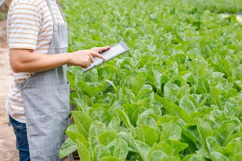Young farmer using digital tablet inspecting fresh vegetable in organic farm. Stock Photos