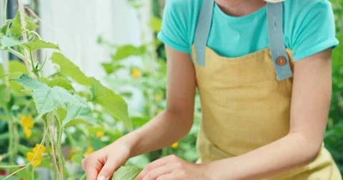 Young farmer using magnifying glass and looking at little cucumber Stock Footage 77323667