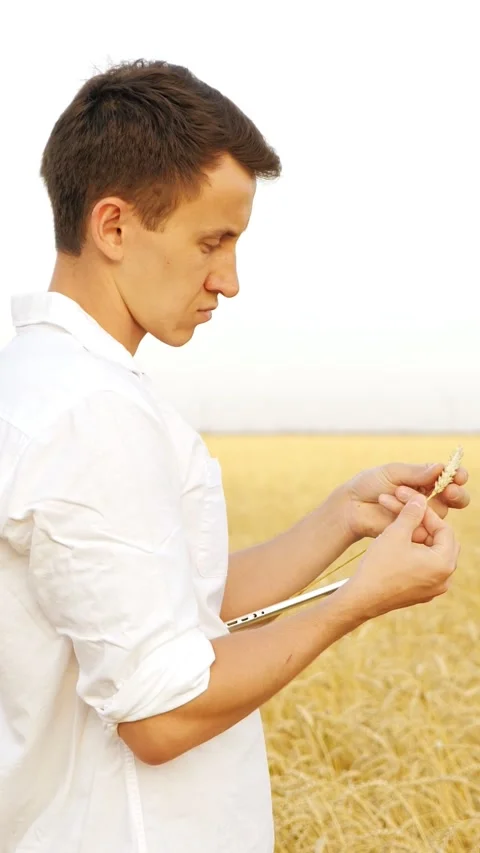 Young farmer using a tablet for analyzing a wheat ear in a golden field for Video stock 341678926