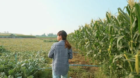 Young farmer using tablet checking farm , corn farm . Smart farm concept Stock Footage 170568066