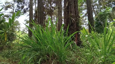 Young Farmer Walking Down Hill Holding Water Bottle in Pine Forest 스톡 동영상 321939685