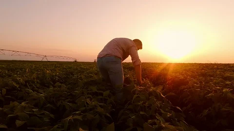 Young farmer walking in a soybean field and examining crop. Stock Footage 91810123