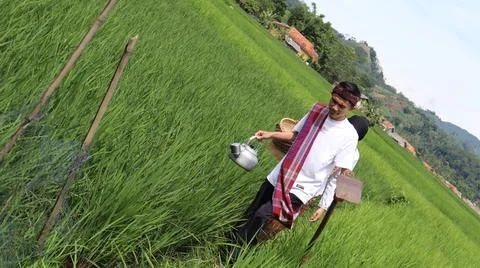 A young farmer was walking on the edge of a rice field Stock Photos